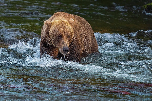 Grizzly Bear in a Flowing River Wall Art