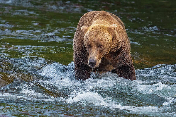 Grizzly Bear in Flowing River Wall Art