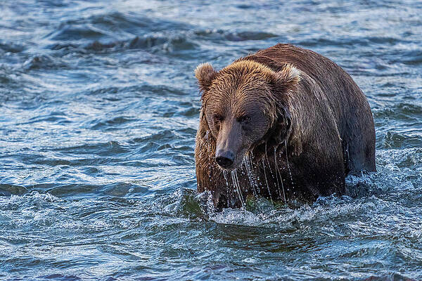 Bear Wading in River Wall Art