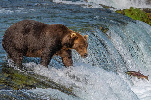 Grizzly Bear Fishing at Waterfall Wall Art