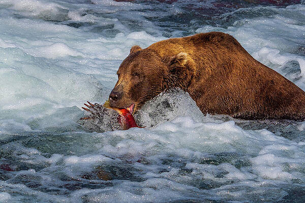 Bear Catching Salmon in Rapids Wall Art