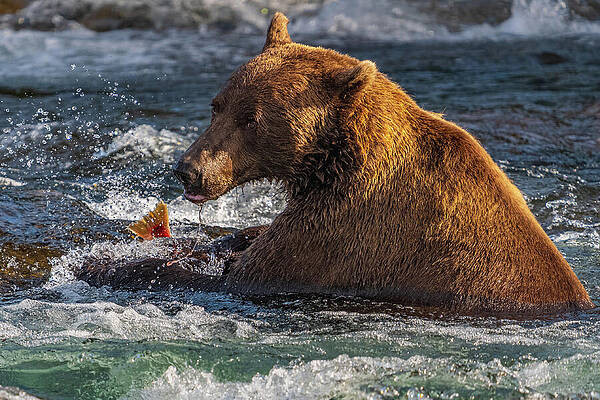 Bear Catches Salmon in River Wall Art