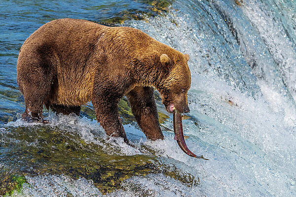 Bear Catching Salmon at Waterfall Wall Art