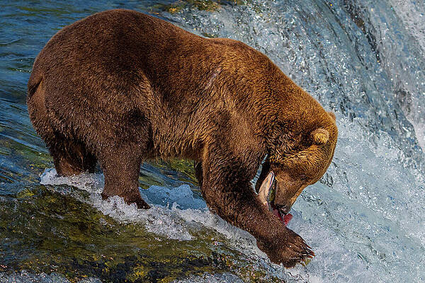 Bear Catching Salmon in River Wall Art
