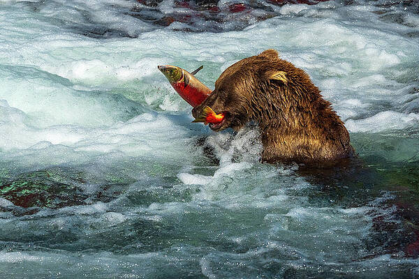 Bear Catches Salmon in River Wall Art