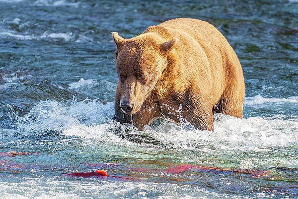 Bear Fishing for Salmon Wall Art