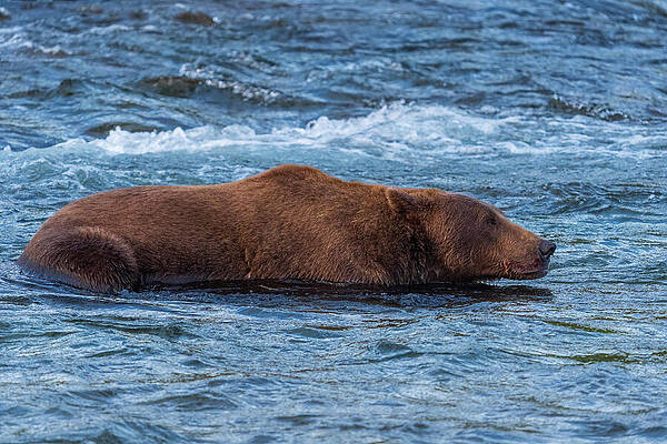 Bear Swimming in River Wall Art