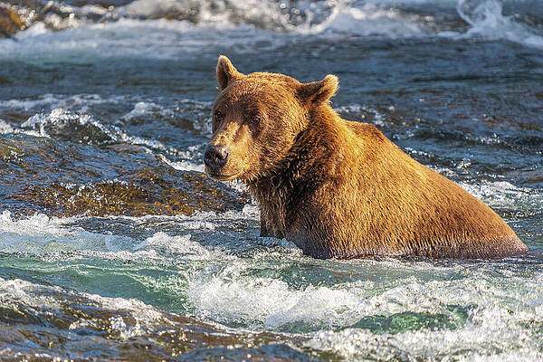 Grizzly Bear in Raging River Wall Art
