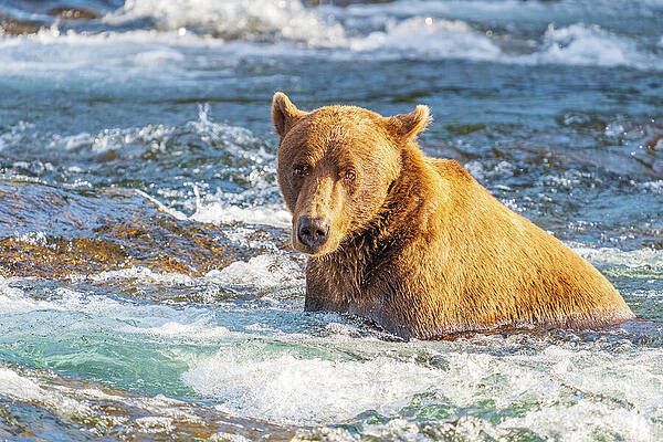 Grizzly Bear in Flowing River Wall Art