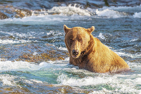 Bear in a Rushing River Wall Art