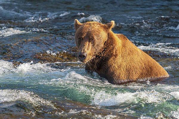 Grizzly Bear in Flowing River Wall Art