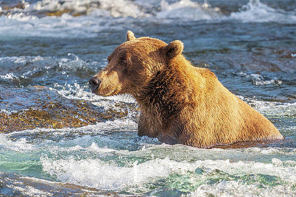 Brown Bear in Flowing River Wall Art