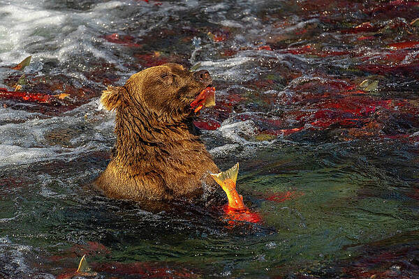 Bear Catching Salmon in River Wall Art