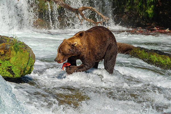 Bear Catching Salmon by Waterfall Wall Art