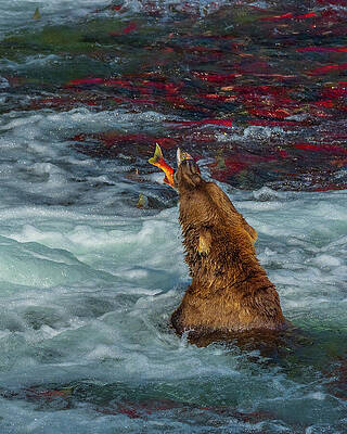 Bear Catches Salmon in River Wall Art