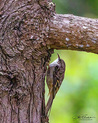 Vibrant Photograph - Brown Creeper by Joe Fisher