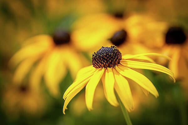 Vibrant Photograph - Brown Eyed Susans by Ursula Abresch