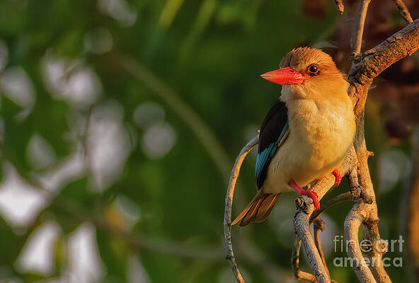 Beautiful Bird on a Branch Photograph