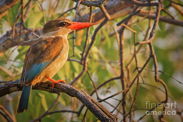 Colorful Kingfisher on Tree Branch Photograph