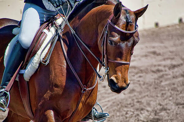 Animal Photograph - Brown Horse Jumper by Waterdancer