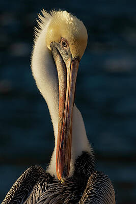 Florida Photograph - Brown Pelican Portrait by RD Allen