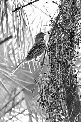 Nature Photograph - Brown Thrasher At Green Cay Wetlands by David McKinney