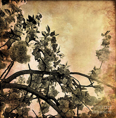 Tree Wall Art featuring the photograph Brushed Cherry Blossoms by Onedayoneimage Photography