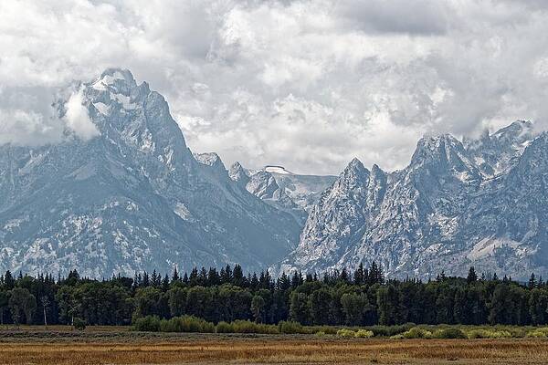 Usa Wall Art featuring the photograph Buck And Wister - Grand Teton National Park by KJ Swan