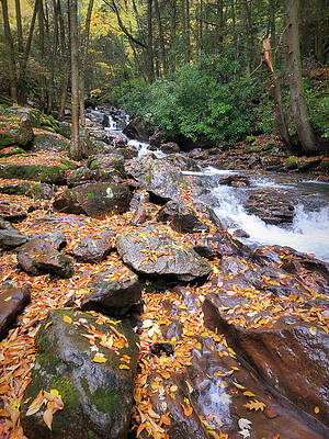 Fall Photograph - Buck Mountain Creek Wet Autumn by Jason Fink