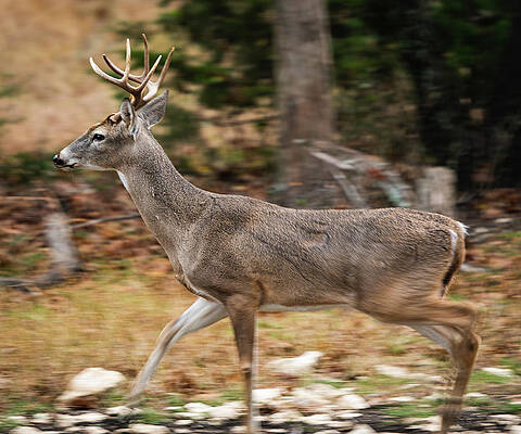 Texas Wall Art featuring the photograph Buck On The Move by Ron Long Ltd Photography
