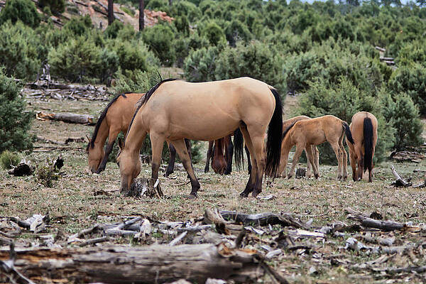 Nature Photograph - Buckskin Family by American Landscapes
