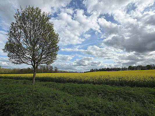 Bucolic Bartlow Fields in Spring by Richard Reeve