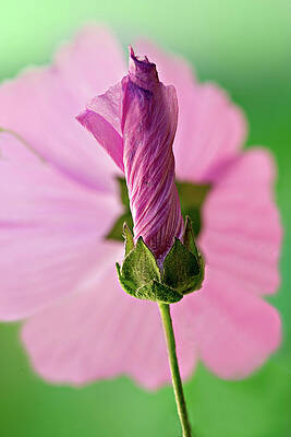 Bloom Wall Art featuring the photograph Bud In Front Of Flower by Mary Jo Allen