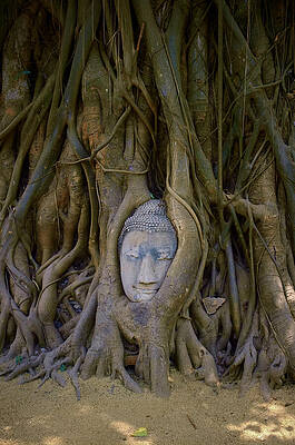 Serene Wall Art featuring the photograph Buddha Head In Tree Roots by Travel Essayist