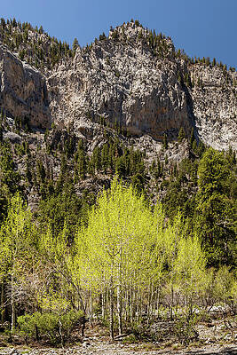 Mountain Photograph - Budding Aspens by Craig A Walker