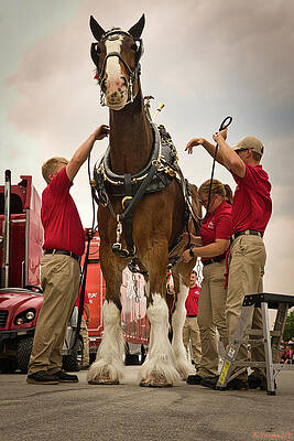 Sky Wall Art featuring the photograph Budweiser Clydesdale Getting Ready 1 by Rene Vasquez