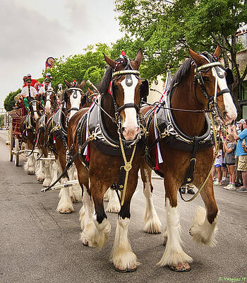 Wall Art featuring the photograph Budweiser Clydesdales On Parade 1 by Rene Vasquez