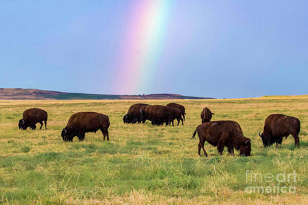 Colorado Wall Art featuring the photograph Buffalo Rainbow by Shirley Dutchkowski