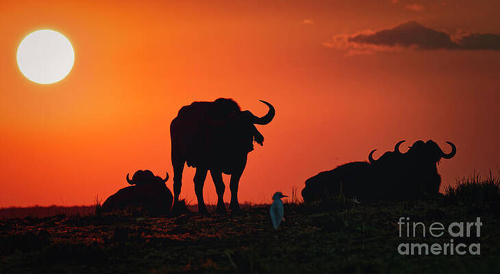 Buffalo Silhouettes at Sunset Photograph