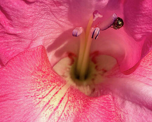 Photograph - Bug In Stamen by Robert Allen Hill