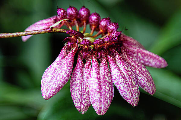 Spring Wall Art featuring the photograph Bulbophyllum Eberhardtii by Shirley Mitchell
