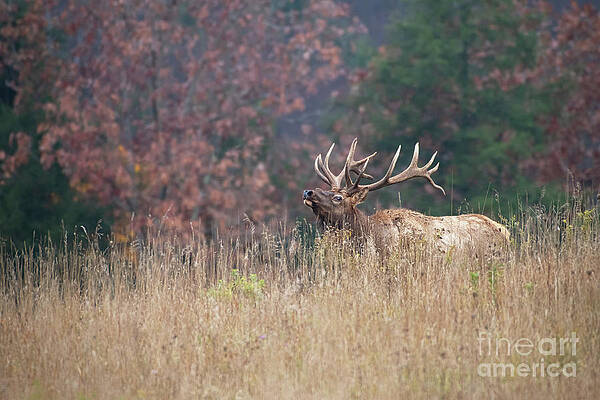 Wall Art featuring the photograph Bull Elk - Wapiti by Rehna George