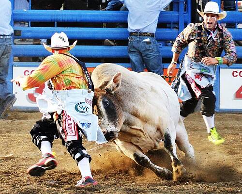 Cowboy Wall Art featuring the photograph Bull Fighters by Alden White Ballard