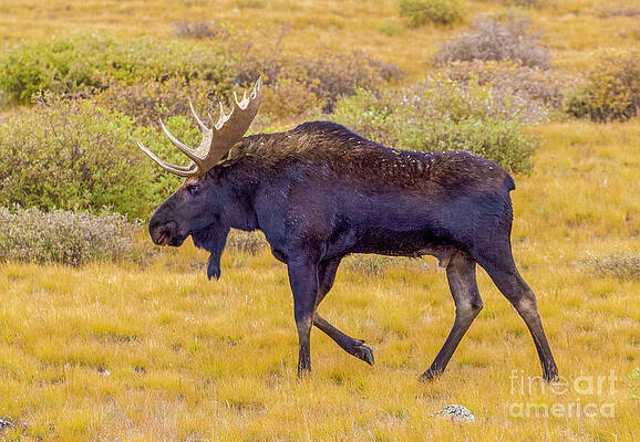 Colorado Wall Art featuring the photograph Bull Moose In Colorado by Shirley Dutchkowski
