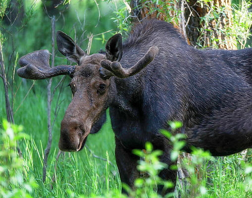 Wall Art featuring the photograph Bull Moose In Spring Grand Tetons by Dan Sproul