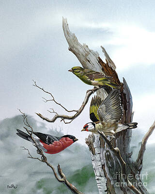 Animal Wall Art featuring the painting Bullfinch, Goldfinch And Greenfinch by Don Balke