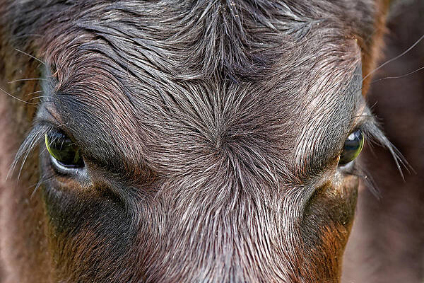 Animal Photograph - Bull's Eye by KJ Swan