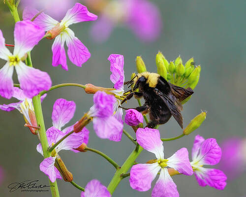 Wing Photograph - Bumble Bee And Wildflowers by Joe Fisher