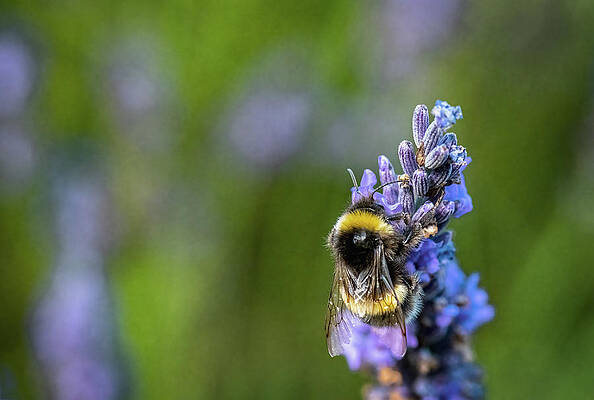 Photograph - Bumble Bee Collecting Pollen On A Lavender Flower by Charnwood Photography Fine Art