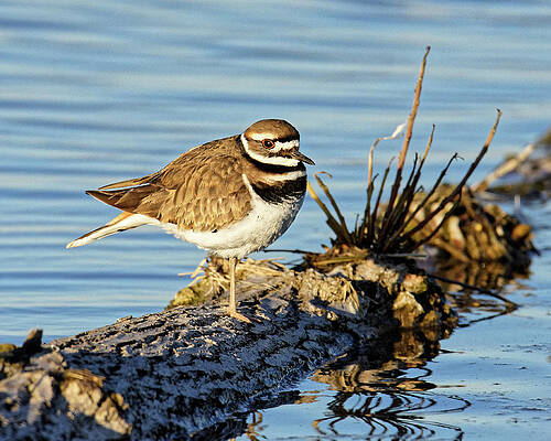 Wild Wall Art featuring the photograph Bump On A Log -- Killdeer At Merced National Wildlife Refuge, California by Darin Volpe